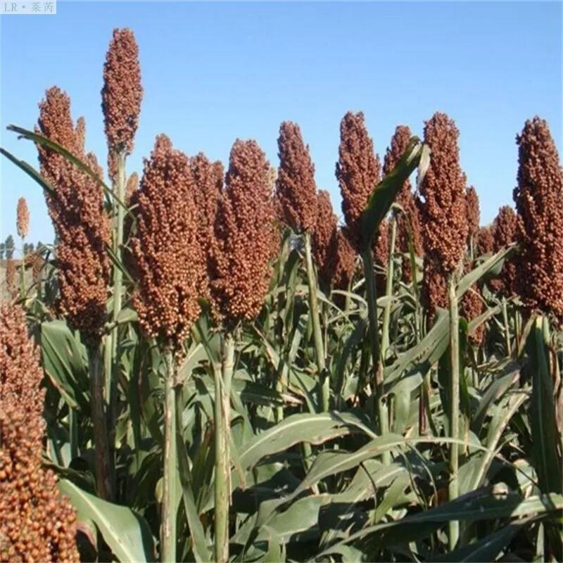 高粱种子图片大全,大片高粱成熟图片