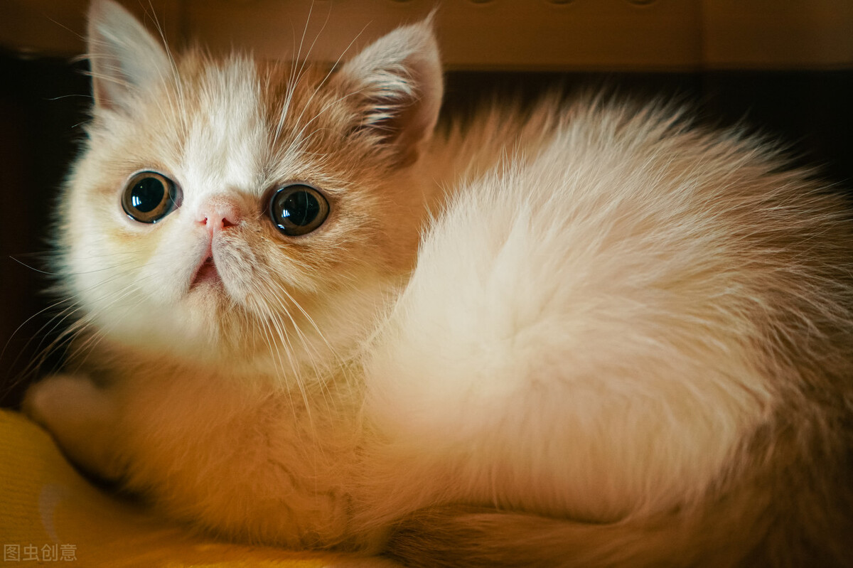 猫吃东西吐了怎么办吃什么药,猫吐不吃东西没精神吃什么药