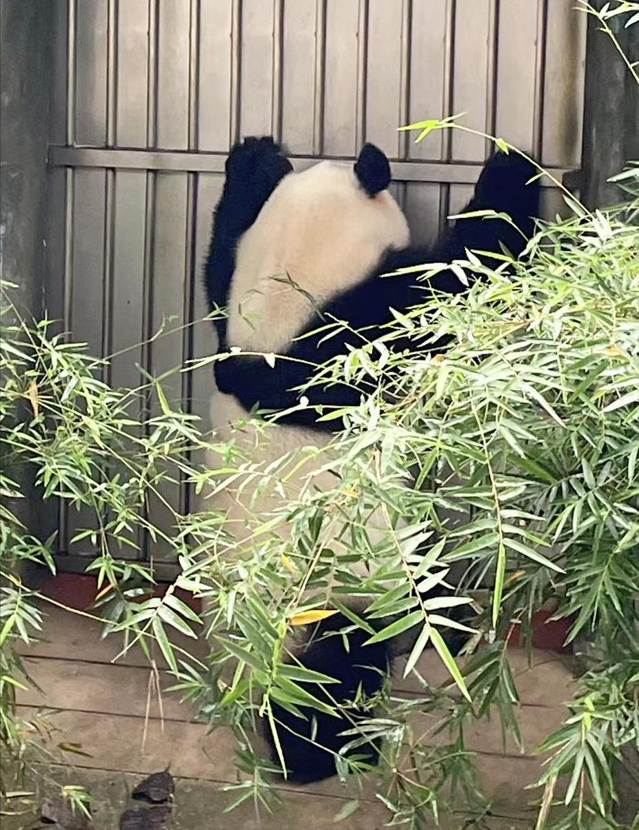 广州长隆动物园60岁以上老人门票,比广州动物园门票更低的动物园