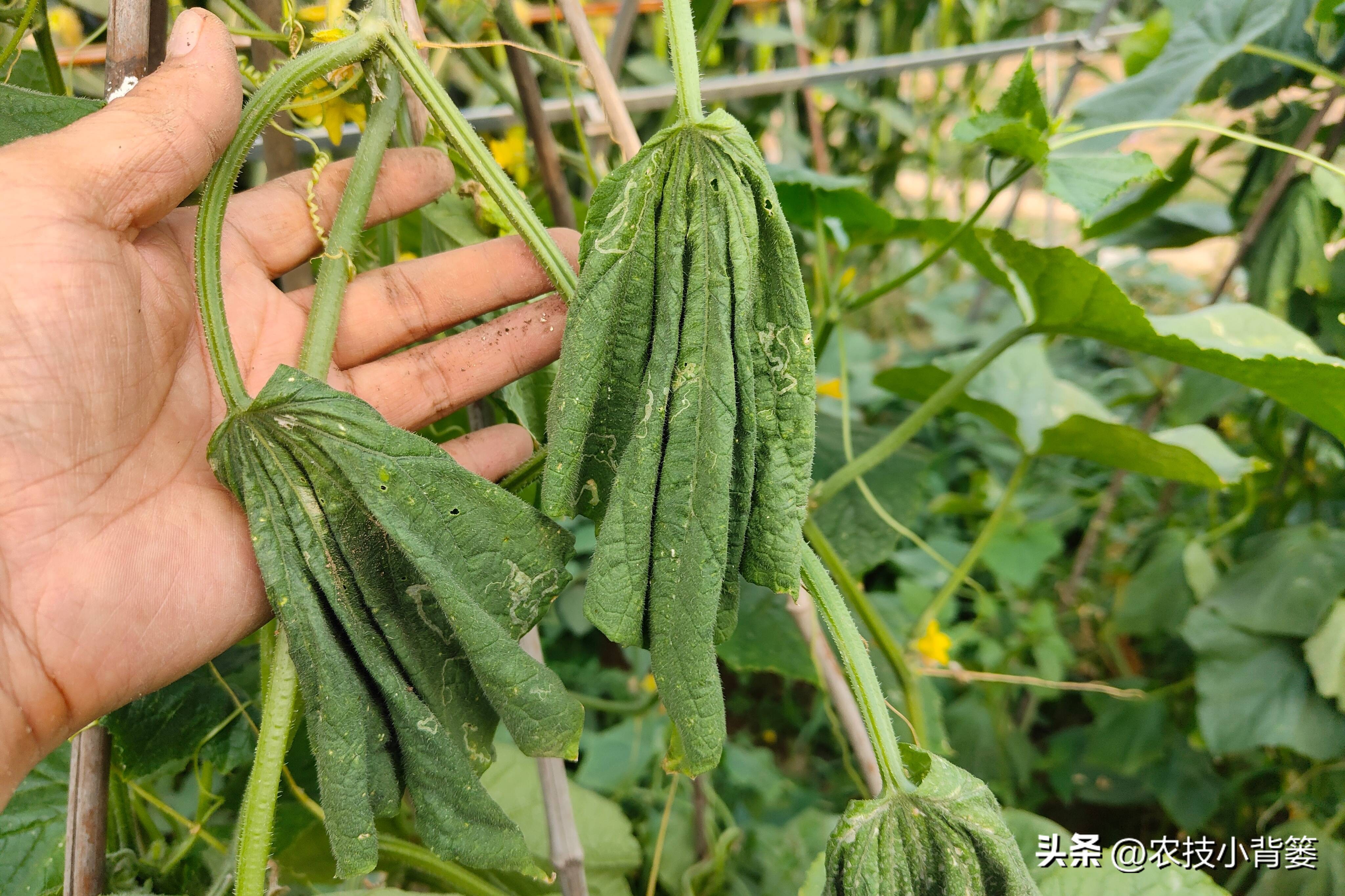 杀菌杀虫生根肥灌根的最佳方案,用杀菌剂真的能治住根部病害吗