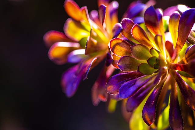 黑法师为什么不黑,黑法师为什么不长了