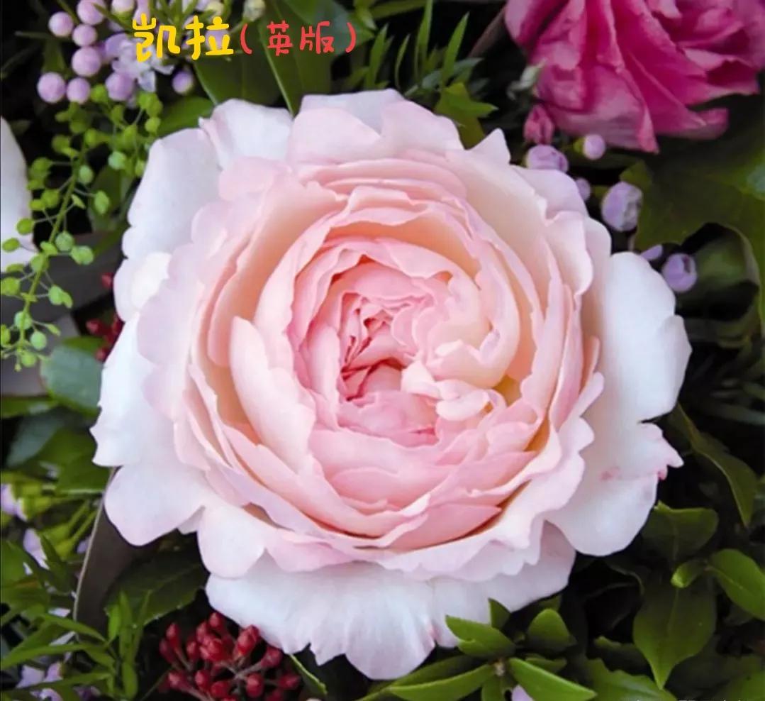 常见切花月季一览（40）（接上期）