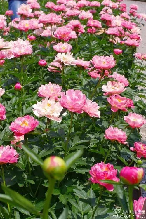 鐧借妽鏄嵂鏉愬悧,鑽潗鐧借妽璋佹敹