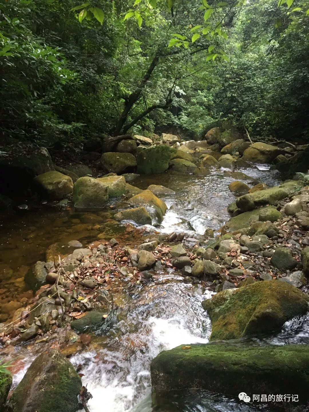 广西十万大山国家森林公园,广西十万大山国家森林公园图片