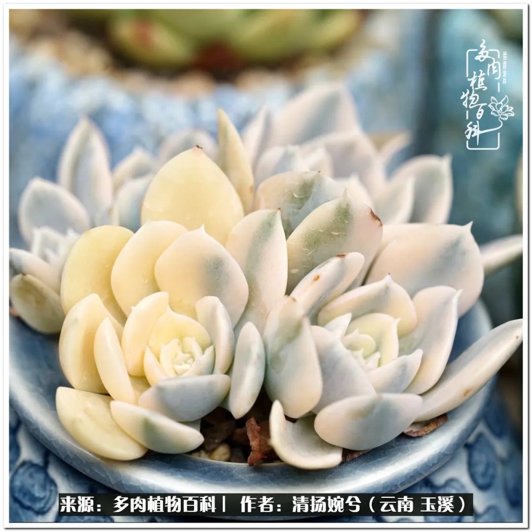 夏天好养颜值高的多肉,可爱的小多肉
