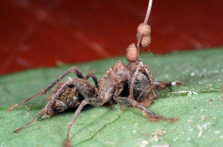 自然界的丧尸病毒,自然界的丧尸