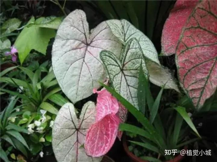 五彩芋类植物怎么养,五彩芋如何养护