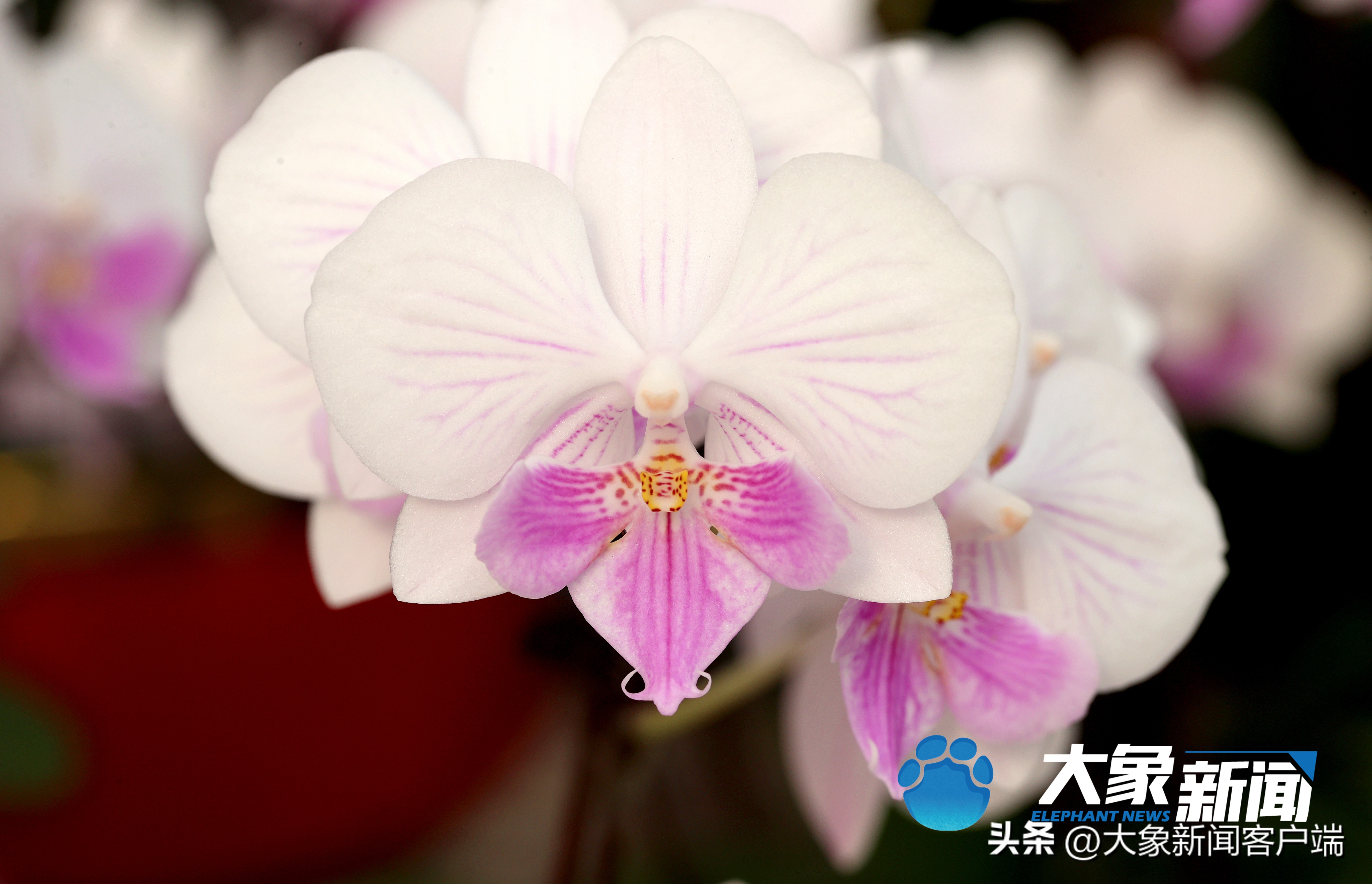 最新蝴蝶兰品种盆栽,河南本地蝴蝶兰