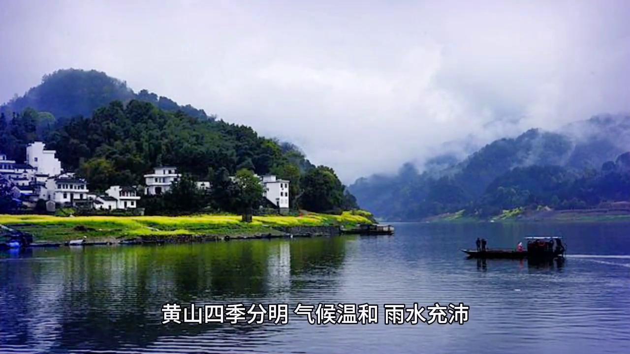 中国茶叶细分之绿茶黄山毛峰,黄山毛峰和崂山绿茶哪个好