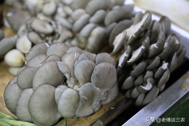 平菇养殖户出售平菇多少钱一斤,平菇菌包多次出菇出售