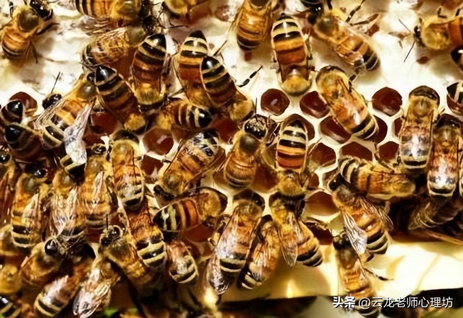 儿童教育专家李玫瑾推荐动画片,李玫瑾推荐6岁以上孩子阅读书籍