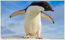 鸟类在分类学中统称为什么,鸟纲分类总表