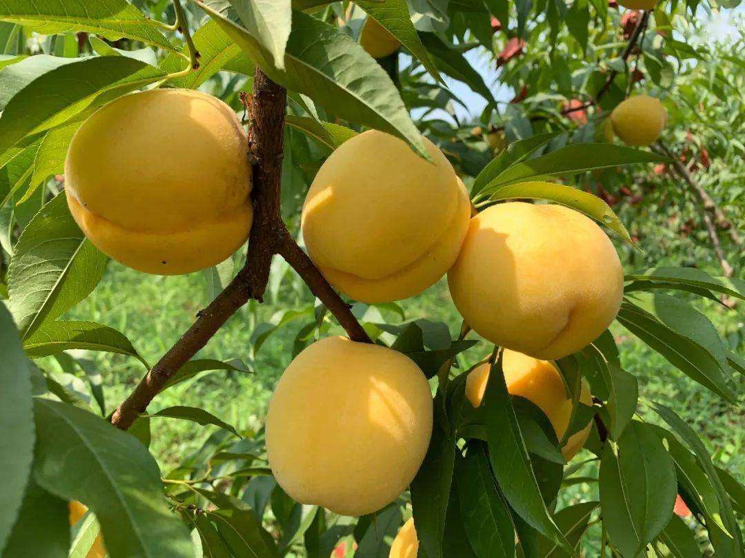 目前全国最好的桃子品种,什么地方的桃子最好吃脆甜的