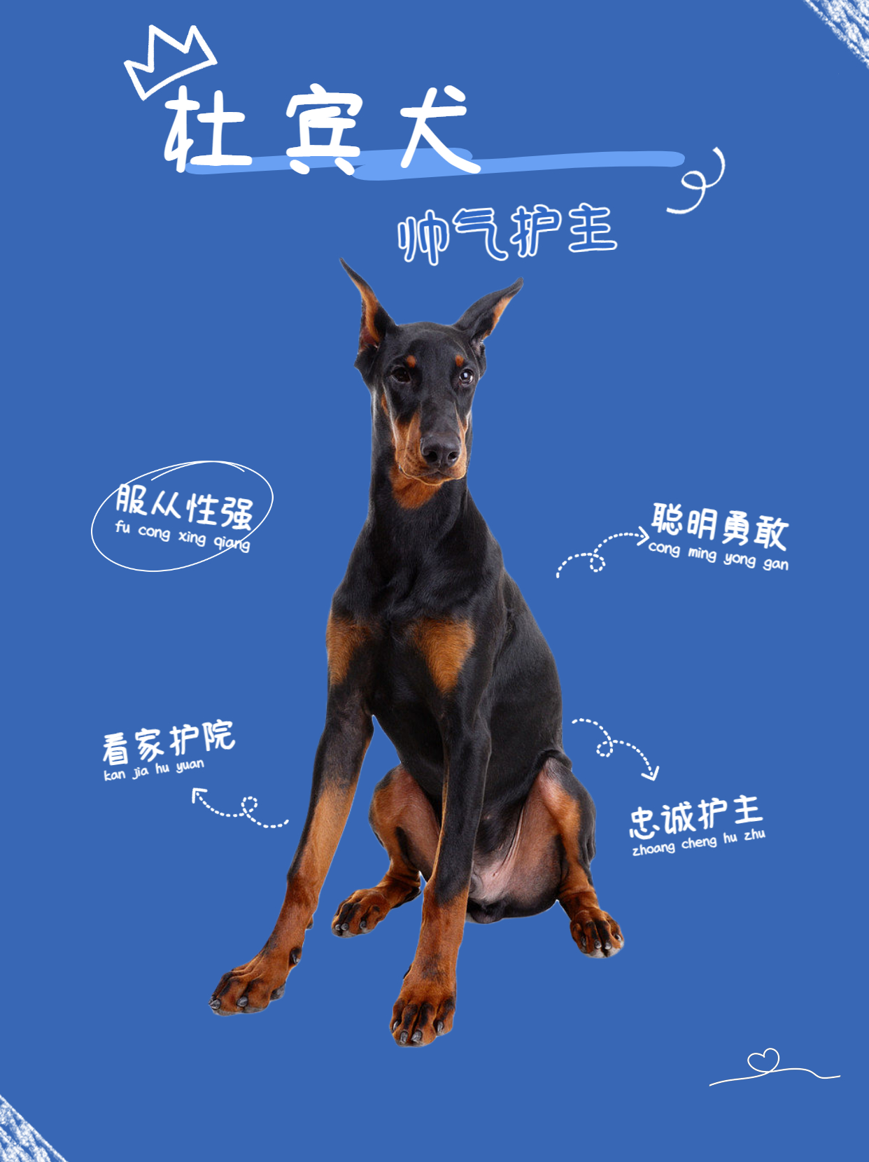 既能护主又忠诚且霸气的大型犬,哪些护主而且还不被禁养的大型犬