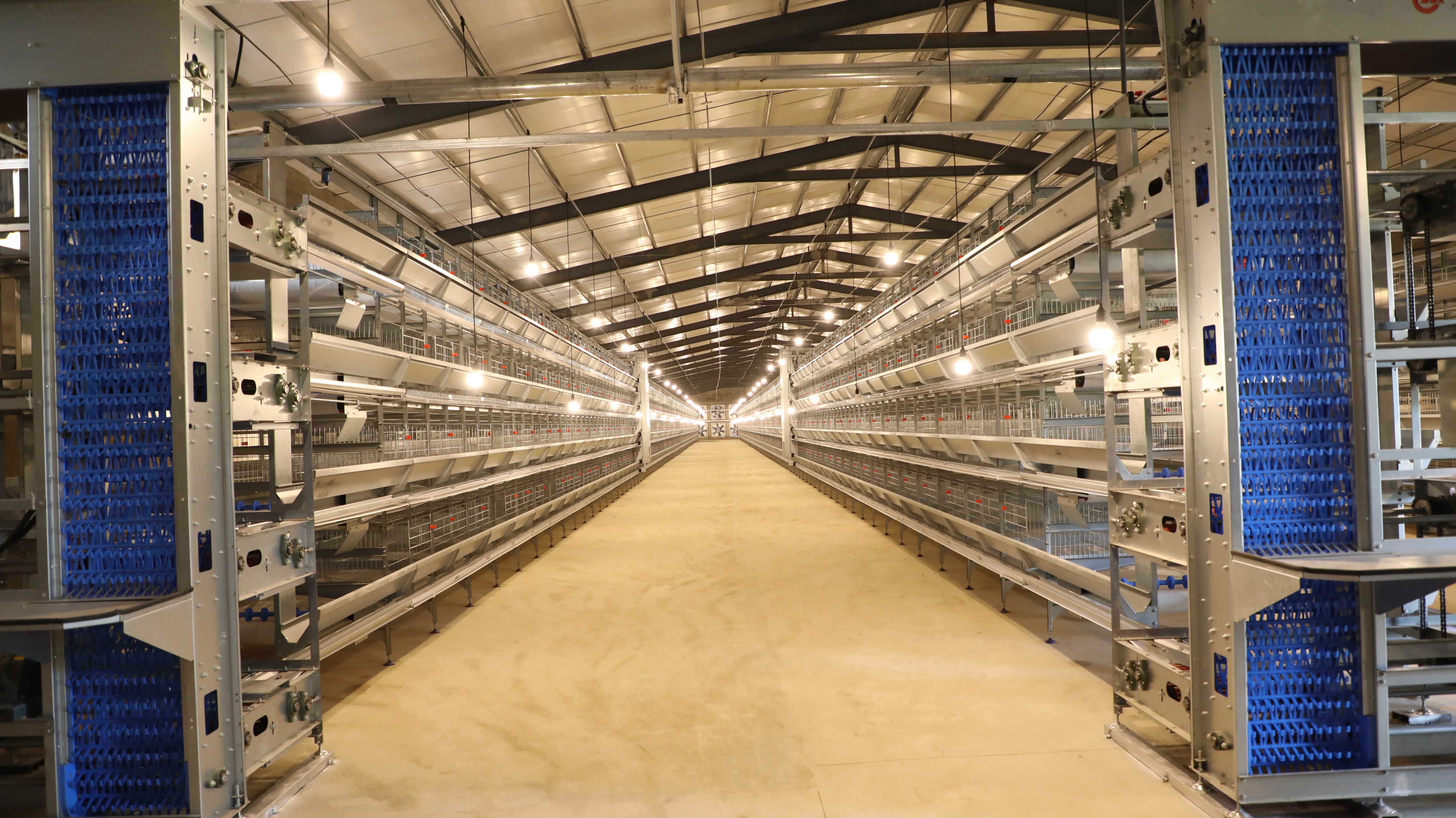 蛋鸡病毒性肠炎的治疗方法和症状,蛋鸡产蛋期肠炎怎么用药