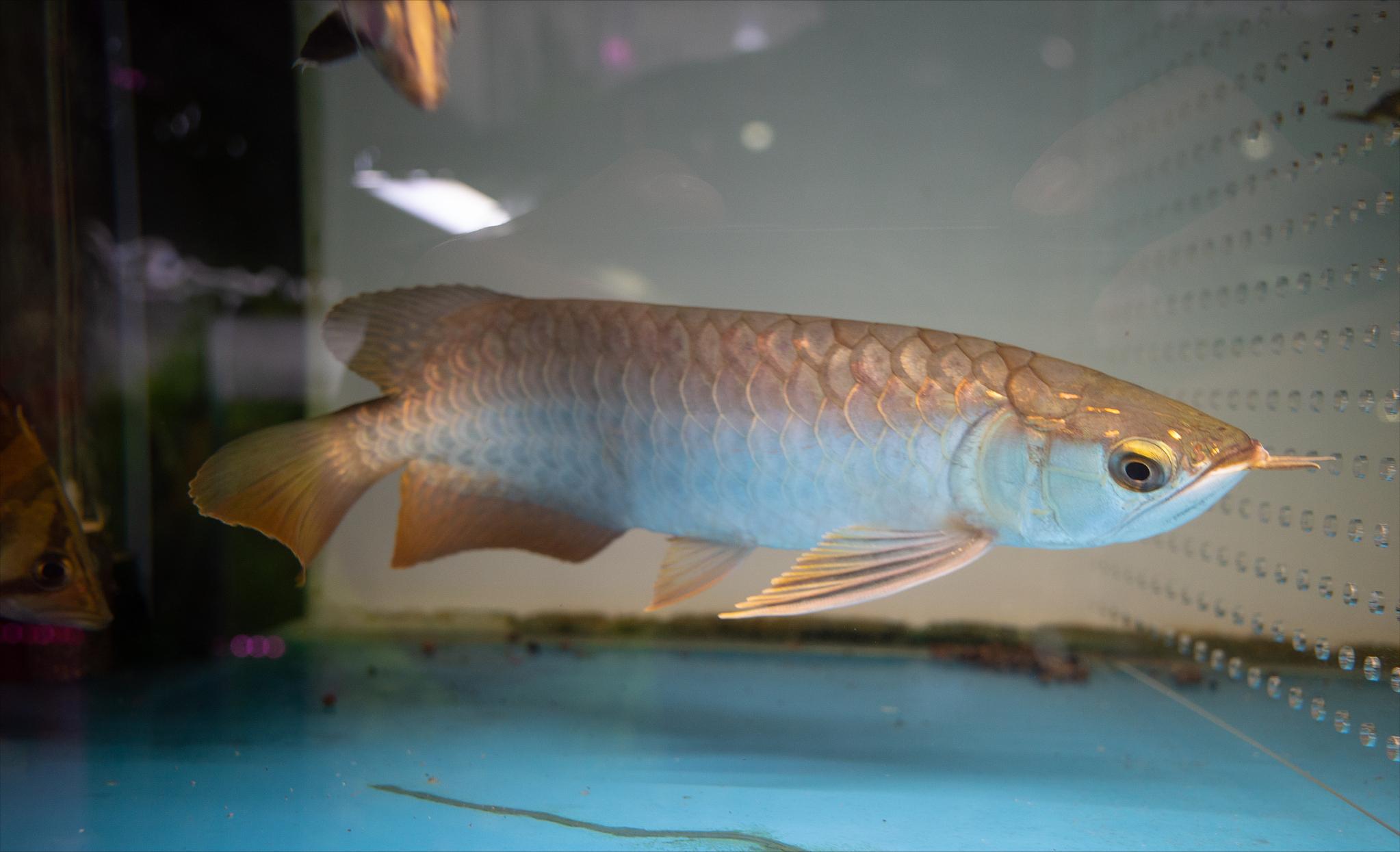 龙鱼尾巴有白点怎么回事呢,龙鱼尾巴上有白疙瘩是什么