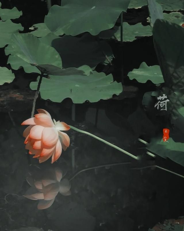 100句精辟的人生哲理的古语句子,150句经典古诗词饱含哲理意味深长