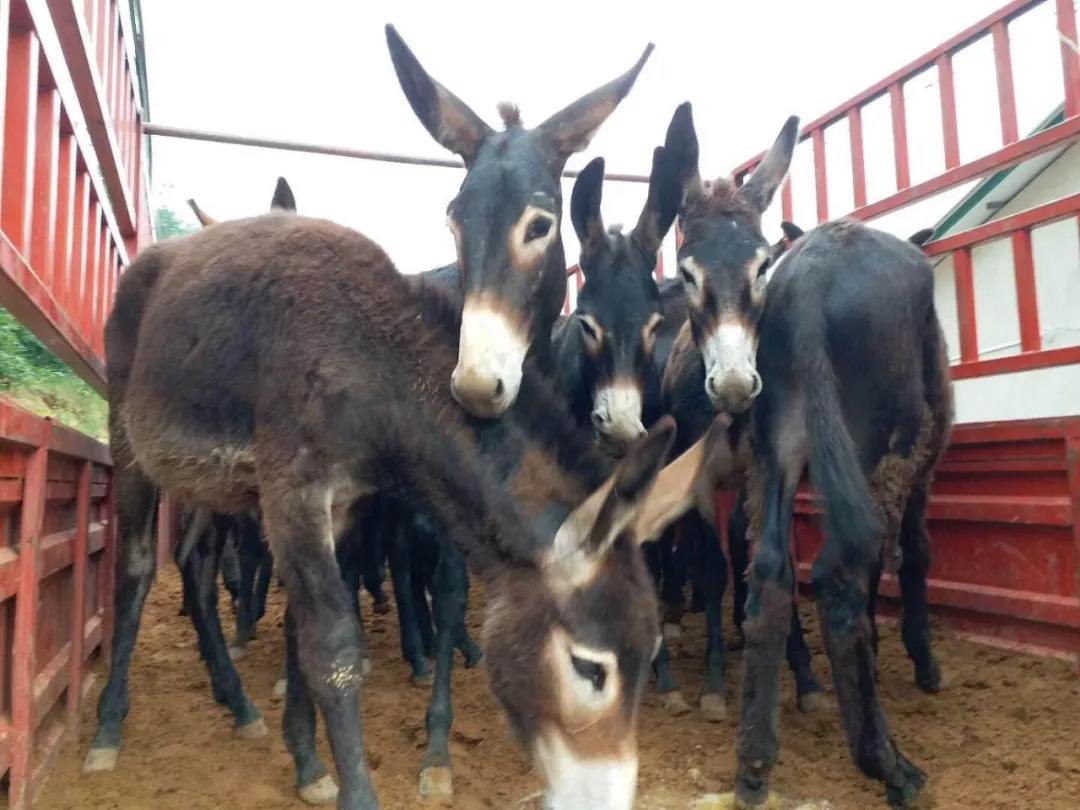 一头驴上万元为什么没什么人养驴,一头驴价值17万