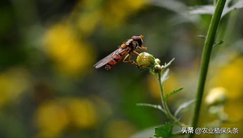 病虫害防治之昆虫外部形态小结,农作物常见害虫防治
