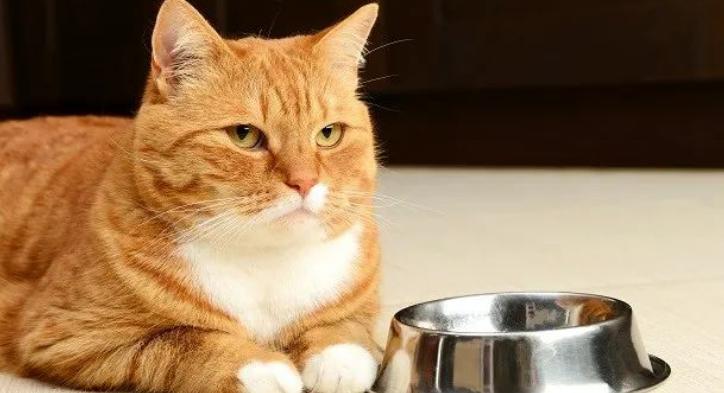 劝告很多人养猫后患上了这几种病,对猫发出警告应该怎么叫