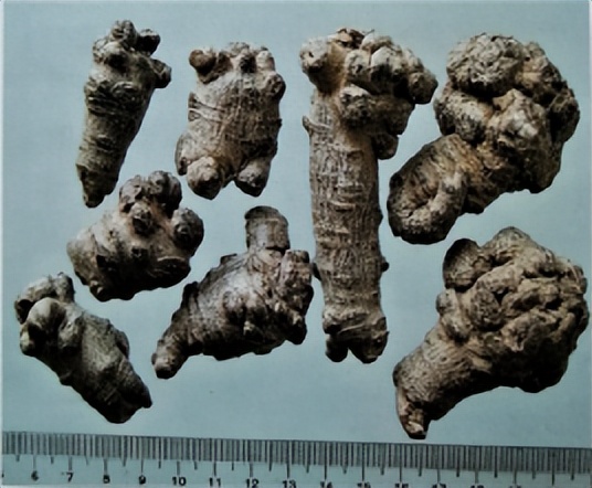 三七和金不换是一样的吗,金不换和三七是同一种中药吗