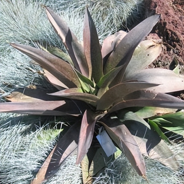 102个大类近500个多肉植物图片，都极其美丽，建议在家中也养一盆