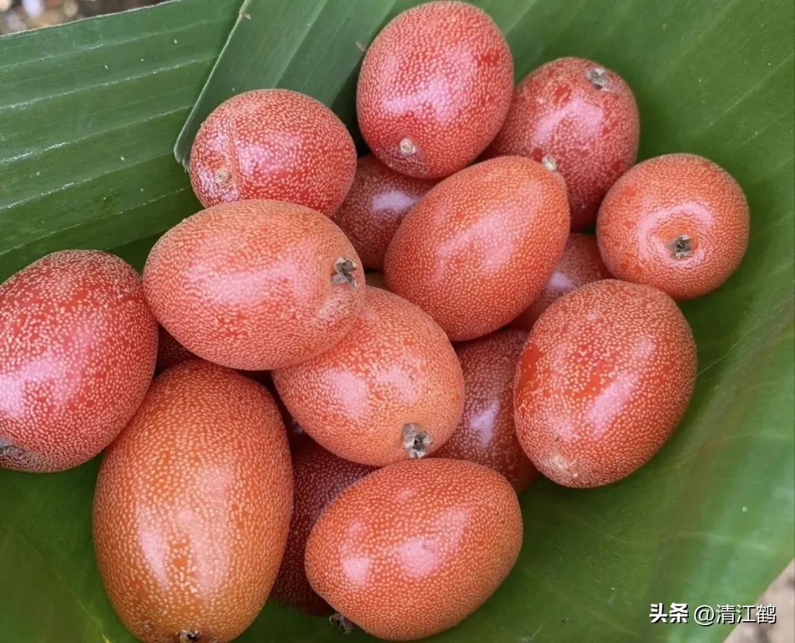 从未见过的稀奇物种,很多人没见过的奇怪生物