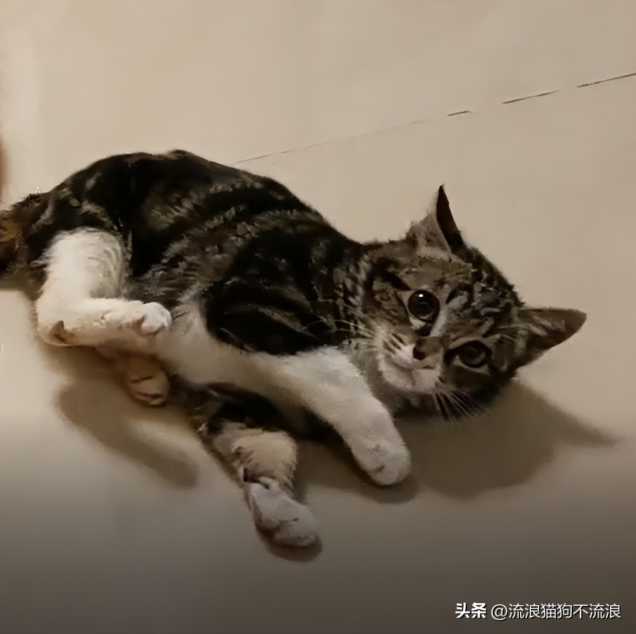 美短猫从三楼摔下来后续,美短猫被抛弃后见到旧主人