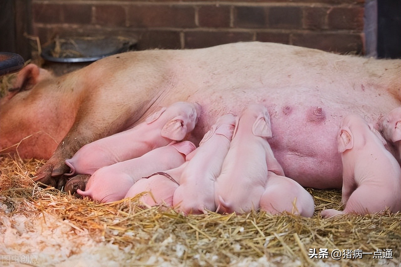 猪细小病毒病的最佳储存方法,猪细小病毒病的症状