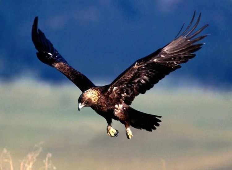 金雕袭击人,金雕袭击人类事件