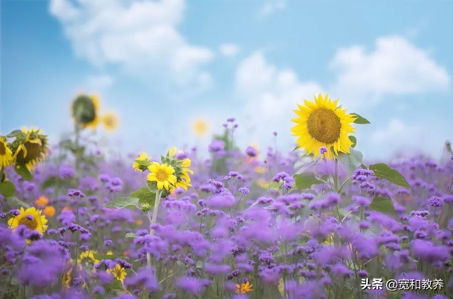 孩子不爱洗脸怎么引导,孩子不爱刷牙洗脸怎么办