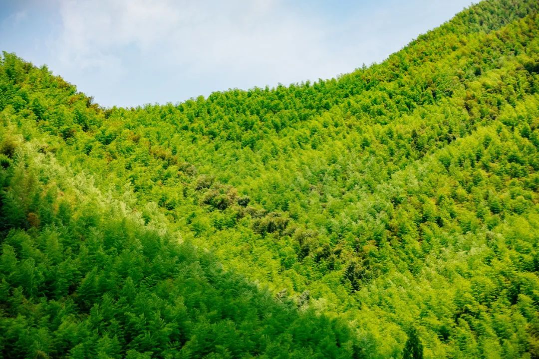 莫干山民宿天花板体验之旅,藏在莫干山间的民宿真的太美了