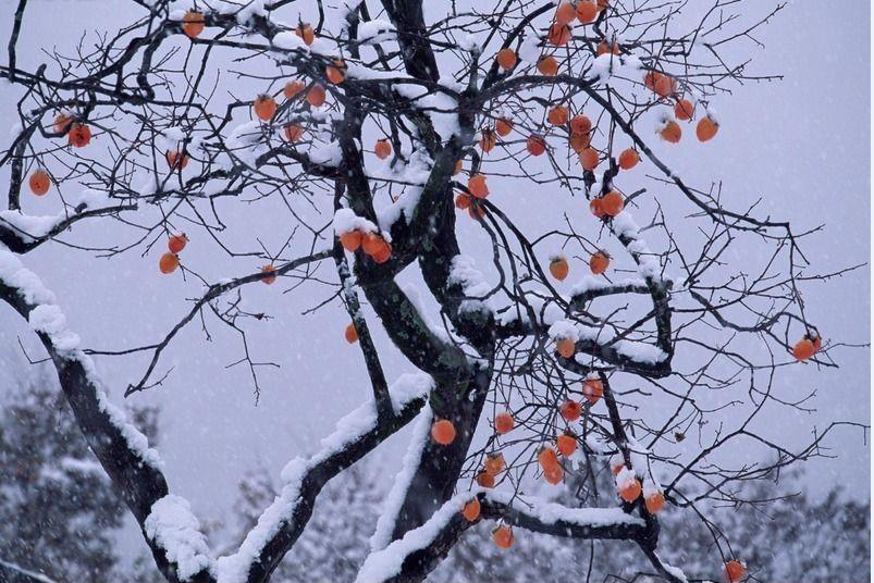 柿子美甜,柿子甜美的香气