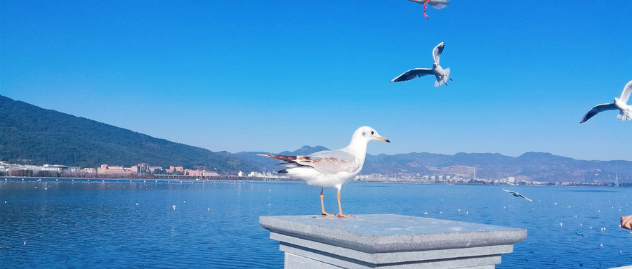 1月旅游最适合去哪里,1月现在去哪里旅游最适合