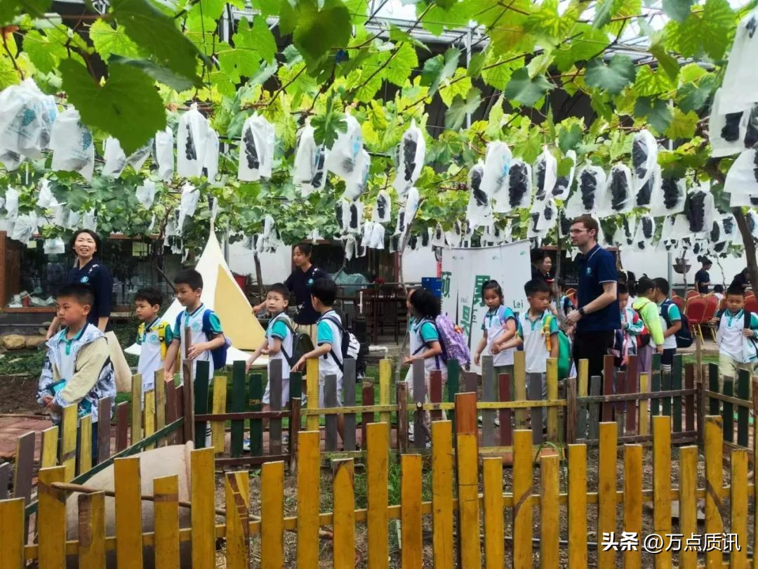 展才艺、练市场、摘葡萄、看电影…幼儿园“六一”主题周精彩回眸