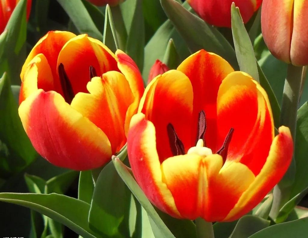 漂亮的郁金香随手一拍都是美景,春天的郁金香花海美得不可方物