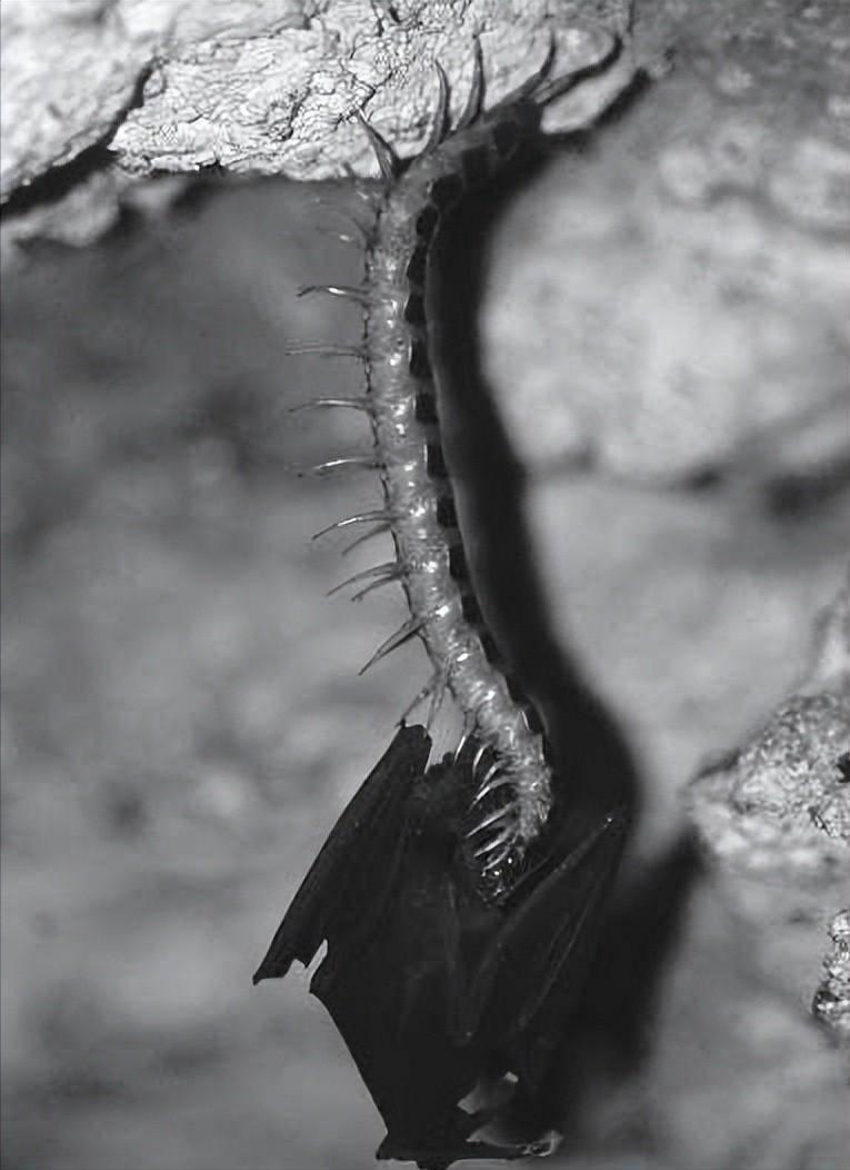 海关截获世界最毒蜈蚣,最毒蜈蚣放大1000倍