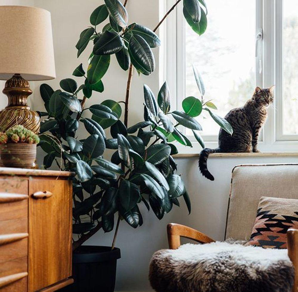 摆在家里最旺的十种花,什么花摆放卧室好养又好看