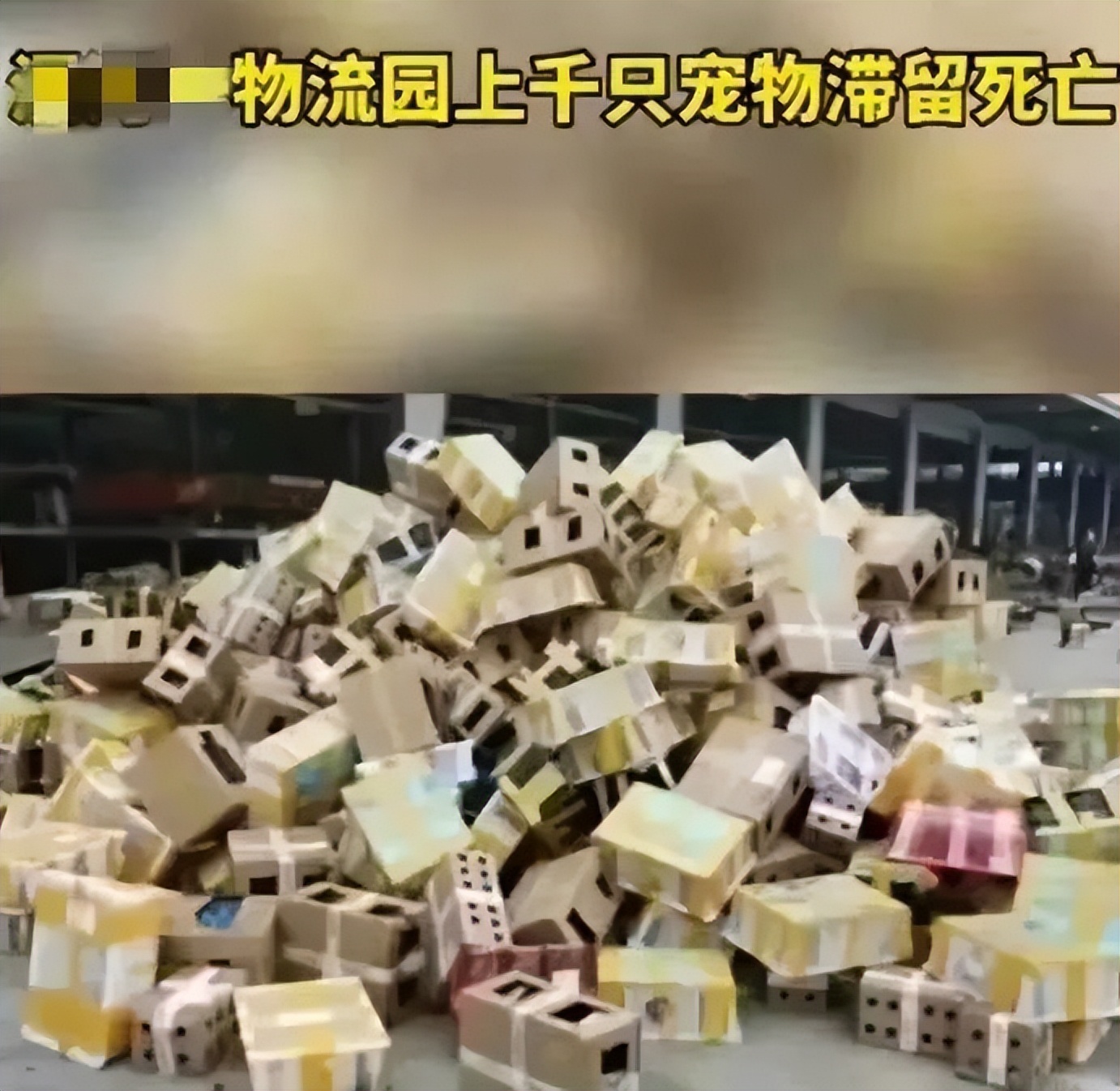 气死！拼夕夕150元买德牧，到手一看，山东德州牧鸡犬？？