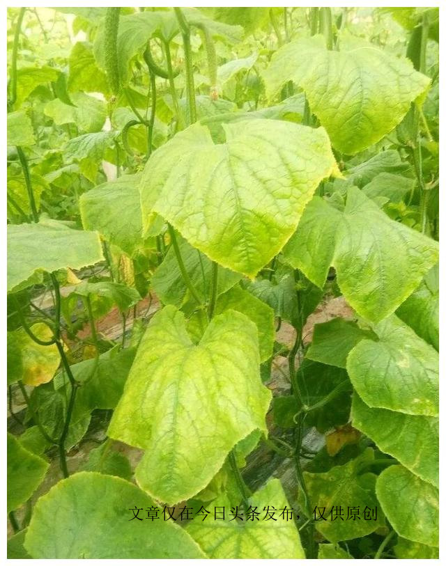 黄瓜出了什么问题,黄瓜应该怎么处理