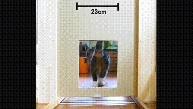 液体猫是真的吗,为什么都说猫咪是液体猫