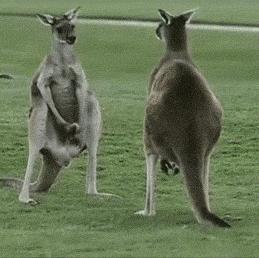 雄性动物进化器官,雄性生物生殖进化