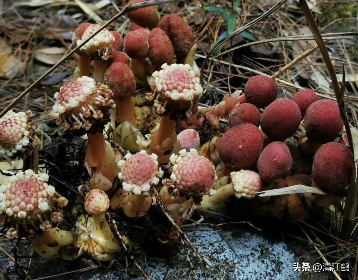 中草药回春草的价格,中草药回春草图片功效和别名