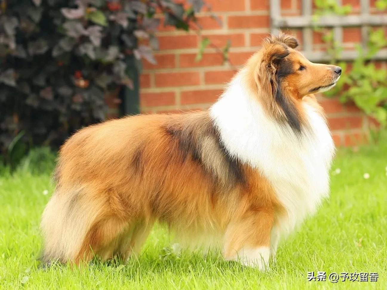 宠物狗应该怎么养详细介绍科普,宠物狗喂养及训练方法有哪些