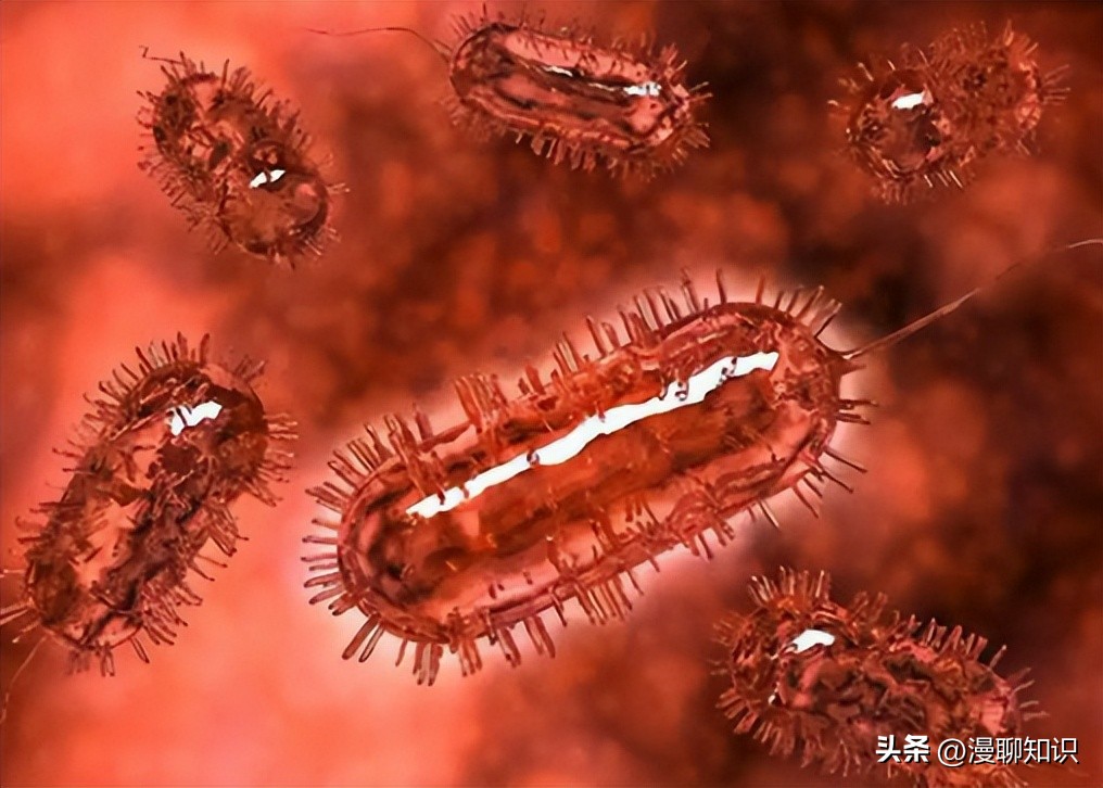 庆丰链霉菌是什么？关于它SQP1质粒的种间转移和表达