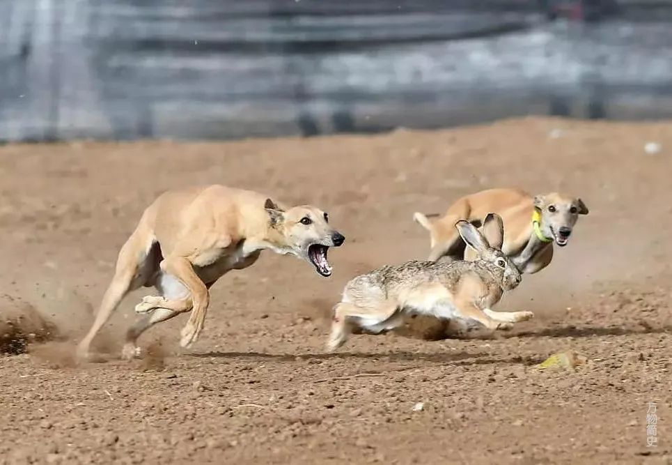 那年那兔那些年的故事,那年那兔那些事儿百年风云