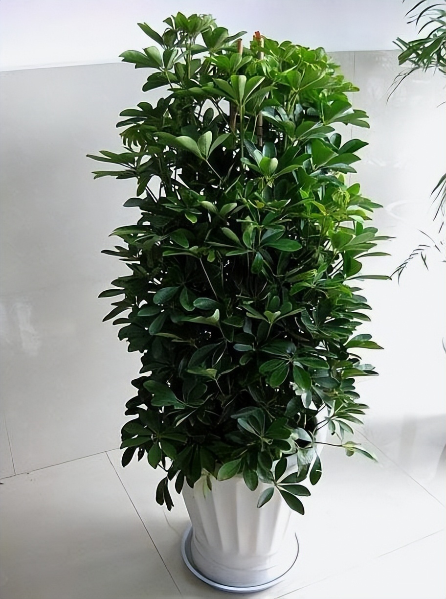 家里卧室养什么绿植最好养又招财,家中养这3种花最招财镇宅