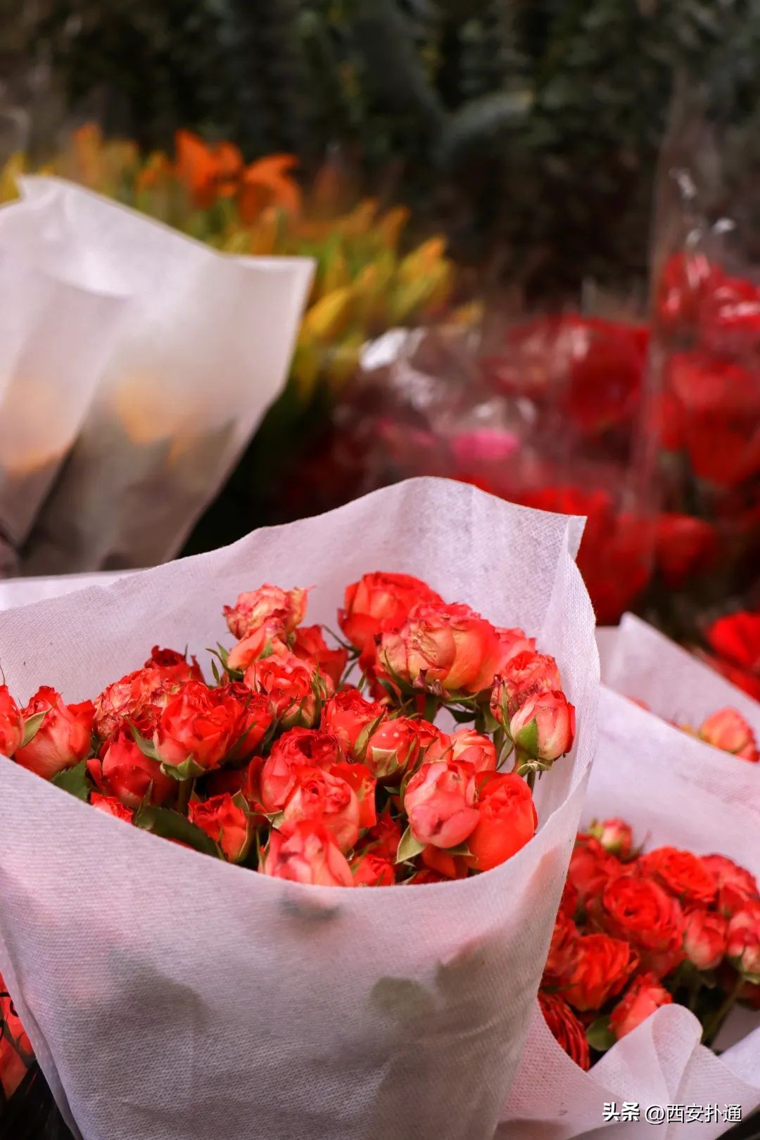西安情人节去哪比较好,西安买花攻略
