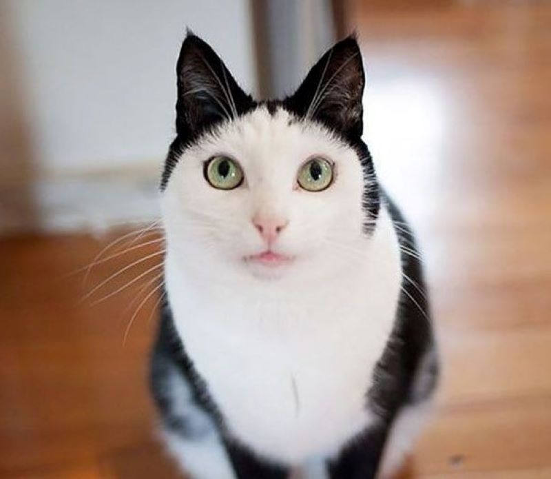 独有的猫叫,独特的猫王