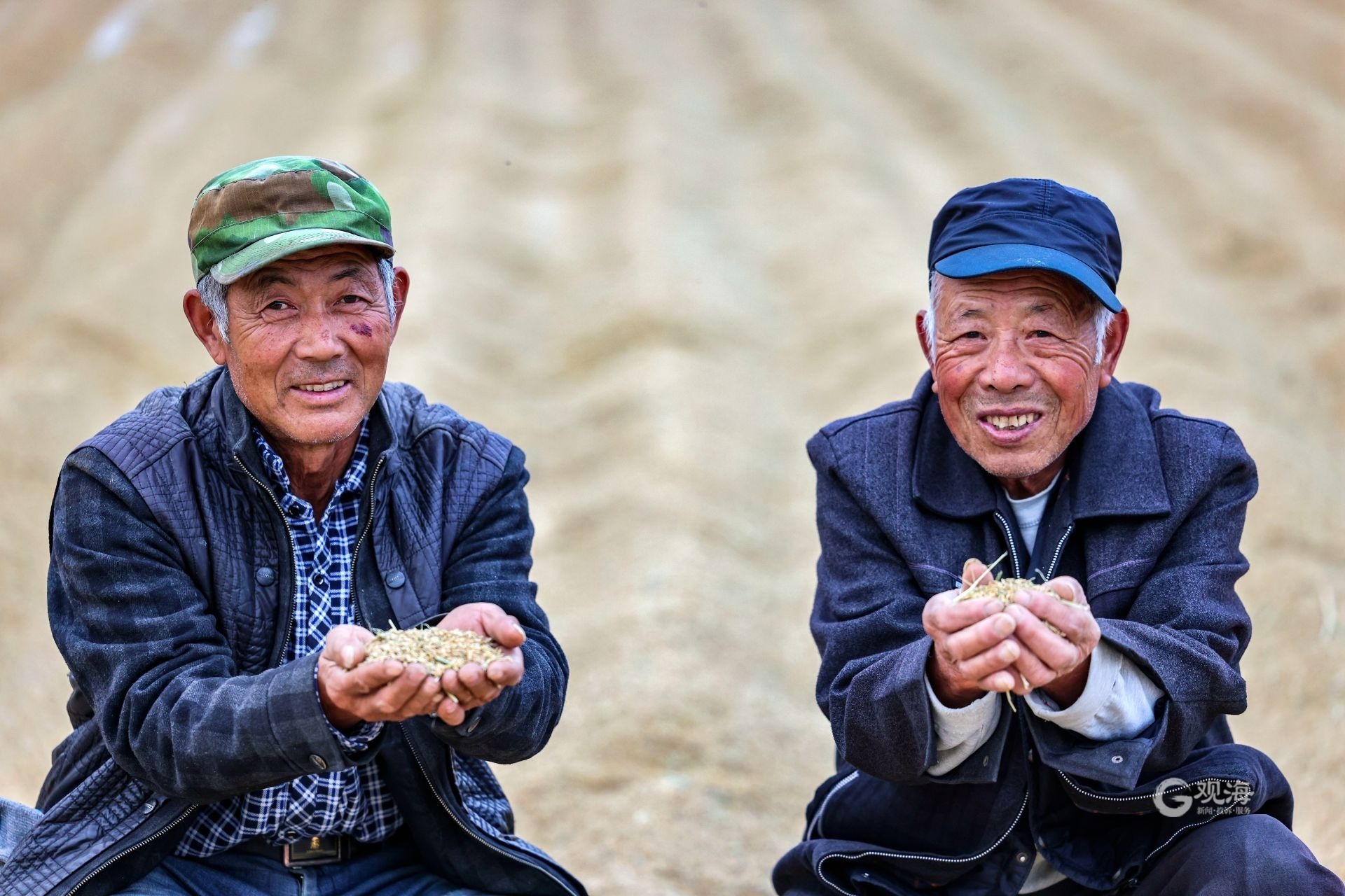 农业致富新路视频,海水稻丰收青岛城阳